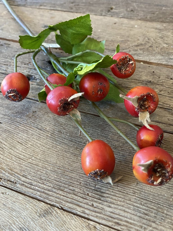 Red Orange Rose Hips Stem